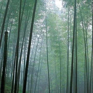 Meet your Posher, Kong